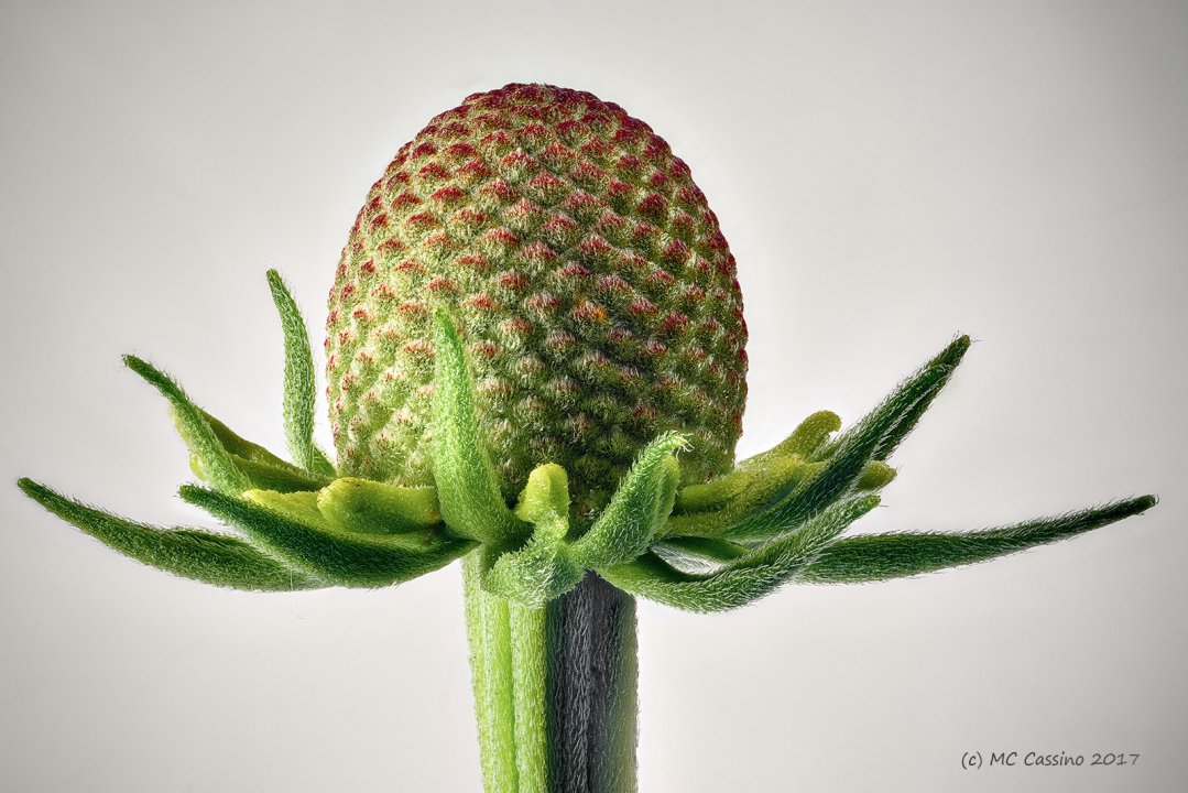 Coneflower Bud