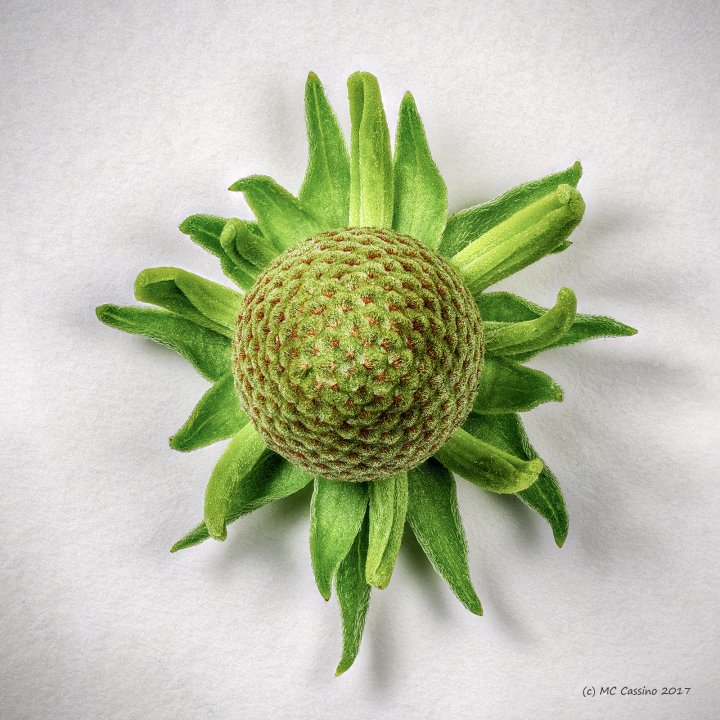 Coneflower Bud II