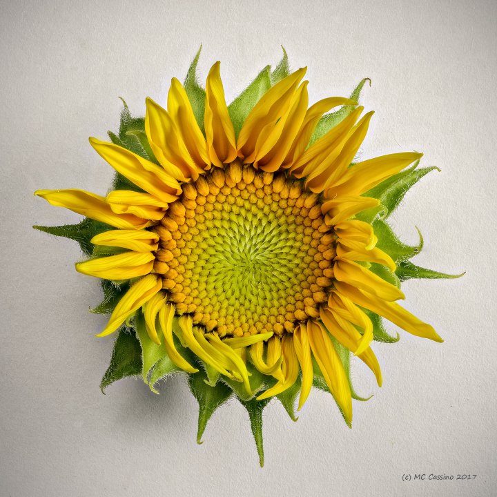 Sunflower II