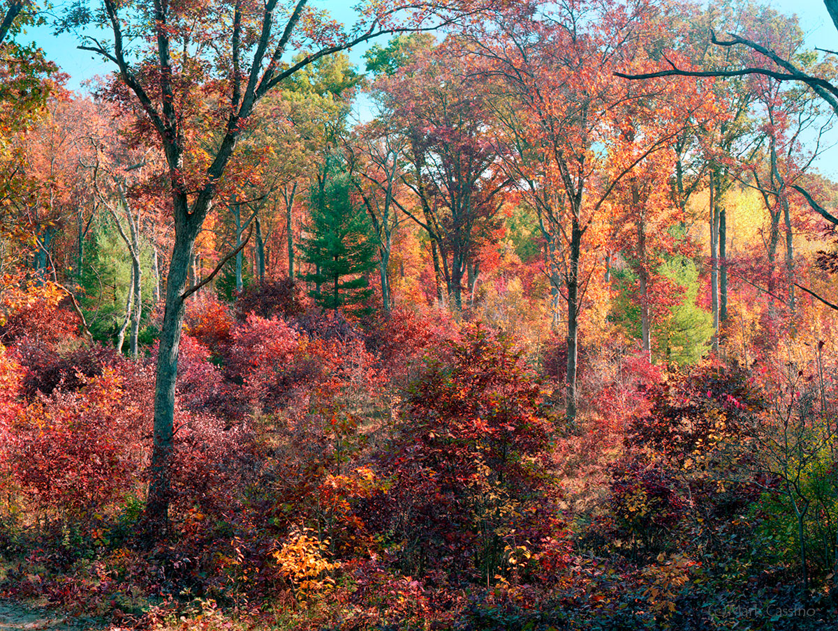 Autumn In The Allegan Forest