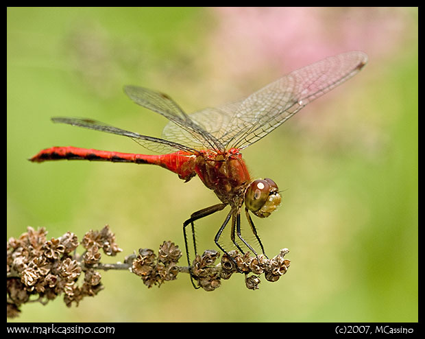 Unidentified Meadowhawk Unidentified Meadowhawk