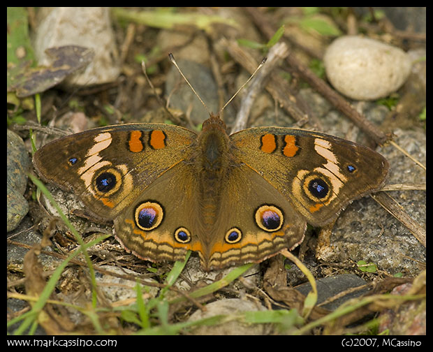 Buckeye Butterfly Buckeye Butterfly