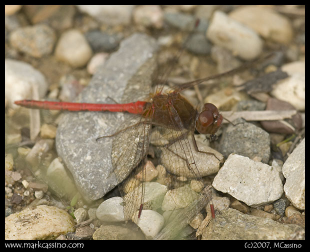 Yellow Legged Meadowhawk Yellow Legged Meadowhawk