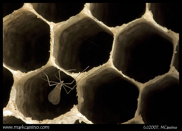 Gnat in Abandoned Hornet Nest Gnat in Abandoned Hornet Nest