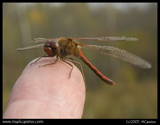 Yellow Legged Meadowhawk Yellow Legged Meadowhawk