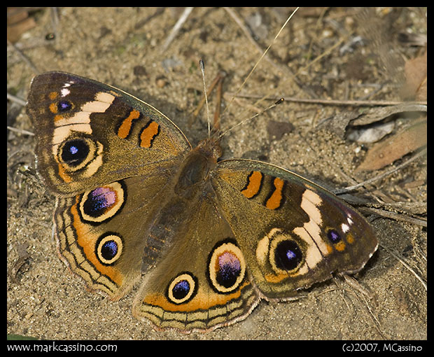 Buckeye Butterfly Buckeye Butterfly