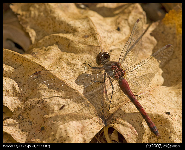 Yellow Legged Meadowhawk Yellow Legged Meadowhawk