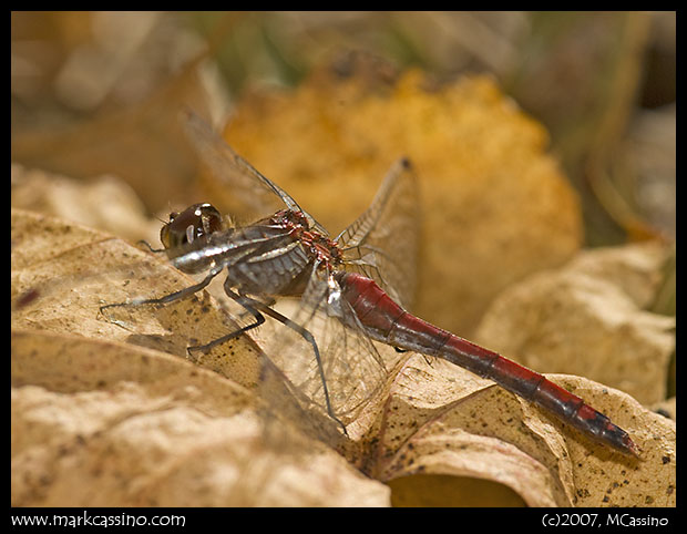 Yellow Legged Meadowhawk Yellow Legged Meadowhawk