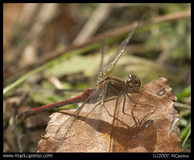 Yellow Legged Meadowhawk Yellow Legged Meadowhawk