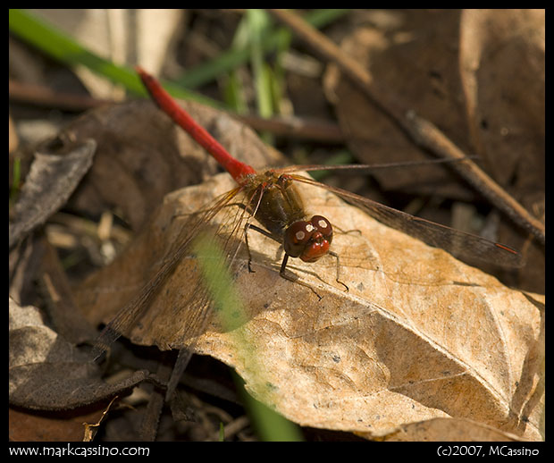 Yellow Legged Meadowhawk Yellow Legged Meadowhawk