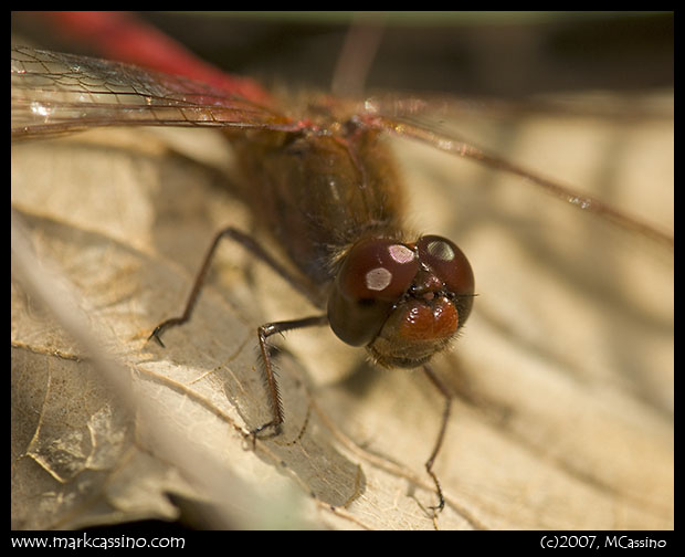 Yellow Legged Meadowhawk Yellow Legged Meadowhawk