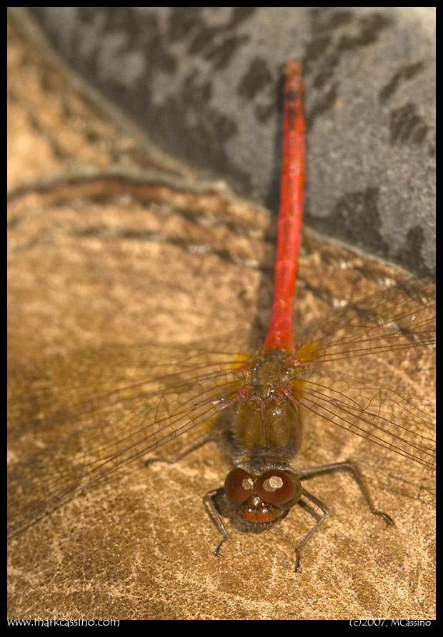 Yellow Legged Meadowhawk Yellow Legged Meadowhawk