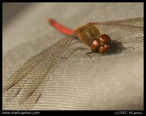 Yellow Legged Meadowhawk Yellow Legged Meadowhawk