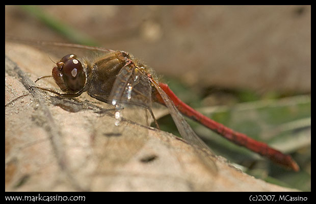 Yellow Legged Meadowhawk Yellow Legged Meadowhawk