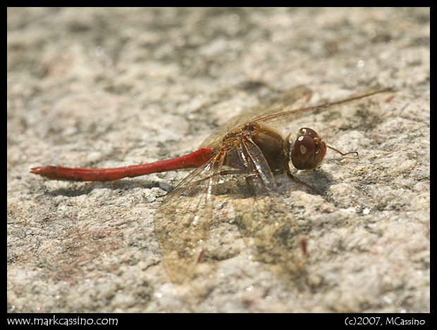 Yellow Legged Meadowhawk Yellow Legged Meadowhawk