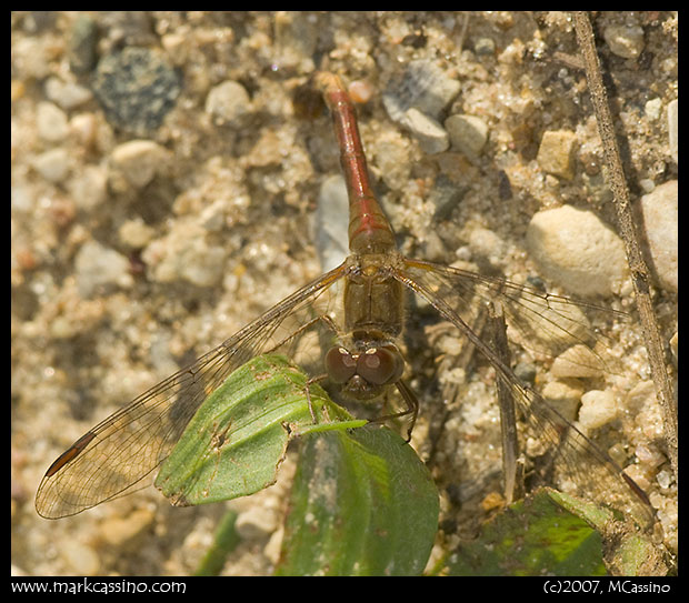 Yellow Legged Meadowhawk Yellow Legged Meadowhawk