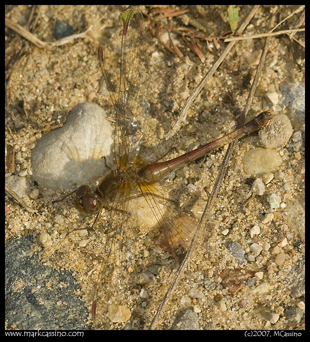 Yellow Legged Meadowhawk Yellow Legged Meadowhawk