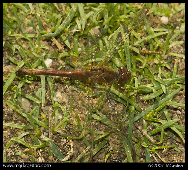 Yellow Legged Meadowhawk Yellow Legged Meadowhawk