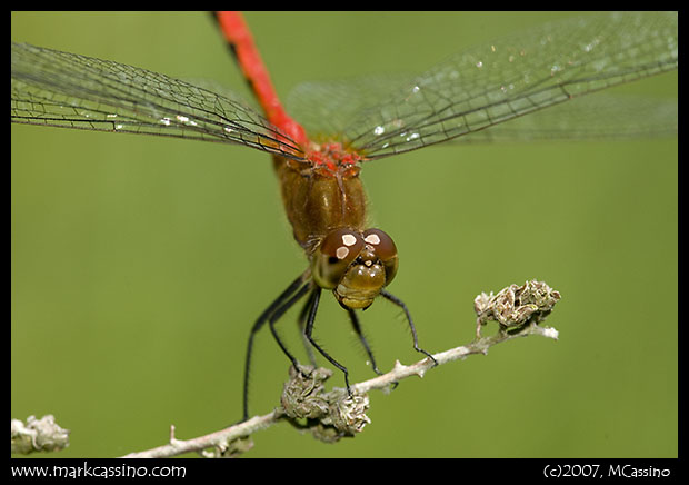 Unidentified Meadowhawk Unidentified Meadowhawk