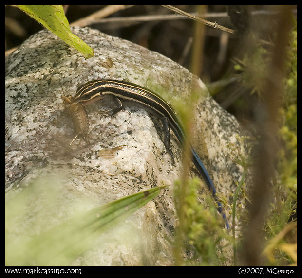 Five Lined Skink Five Lined Skink