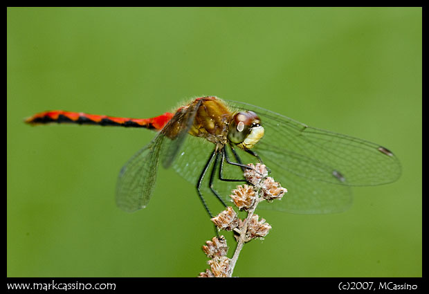 Whitefaced Meadowhawk Whitefaced Meadowhawk