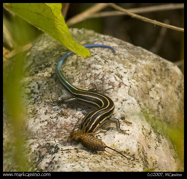Five Lined Skink Five Lined Skink