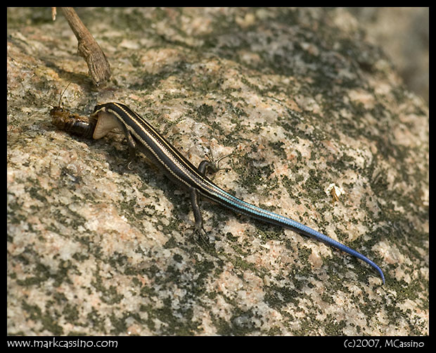 Five Lined Skink Five Lined Skink