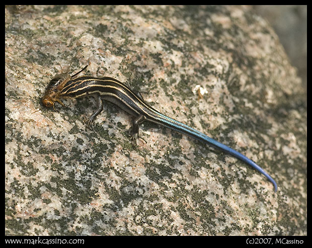 Five Lined Skink Five Lined Skink