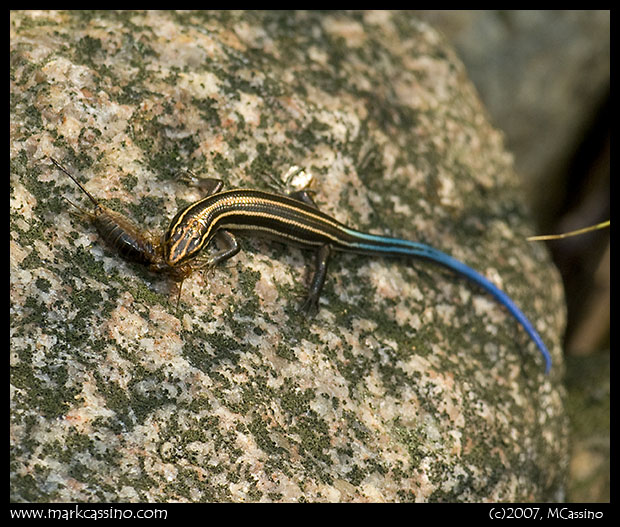 Five Lined Skink Five Lined Skink