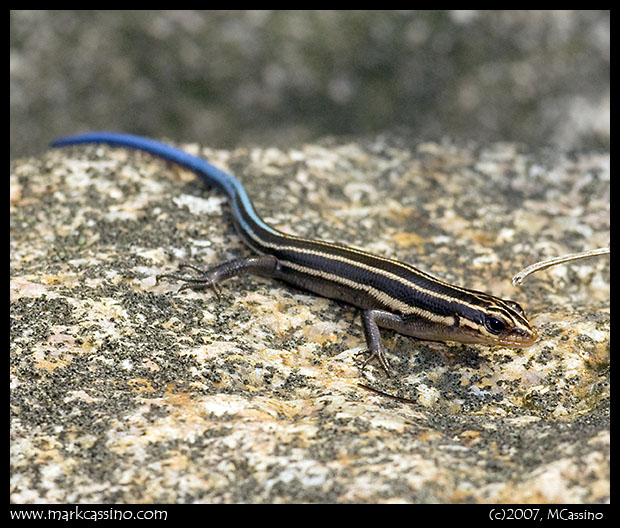 Five Lined Skink Five Lined Skink