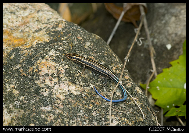 Five Lined Skink Five Lined Skink