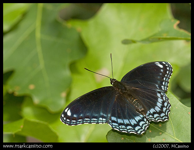 Spicebush Butterfly Spicebush Butterfly