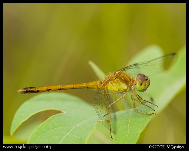 Unidentified Meadowhawk Unidentified Meadowhawk