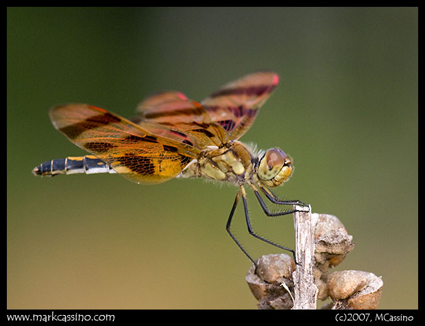 Halloween Pennant (Male) Halloween Pennant (Male)