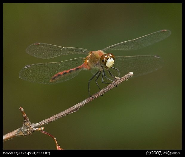 Whitefaced Meadowhawk Whitefaced Meadowhawk