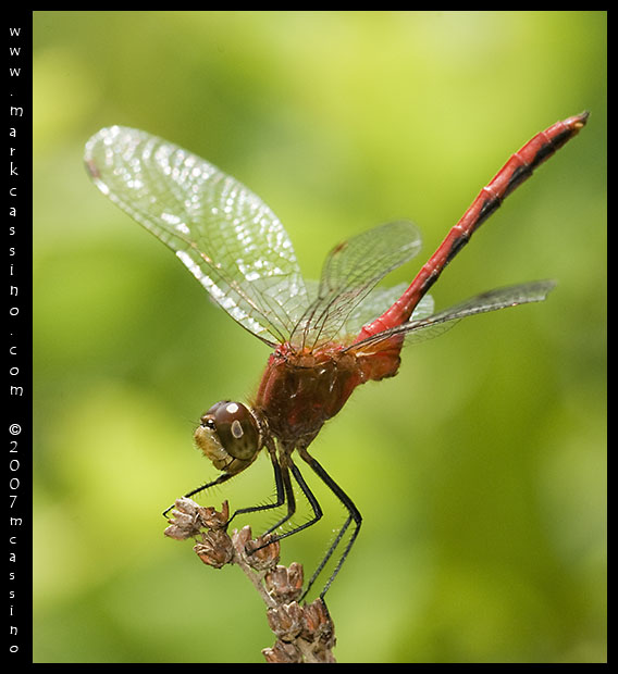 Whitefaced Meadowhawk Whitefaced Meadowhawk