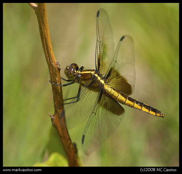 Widow Skimmer Widow Skimmer