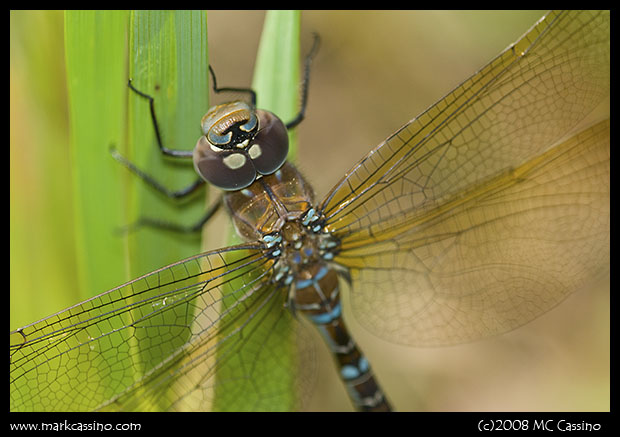 Blue Darner Blue Darner