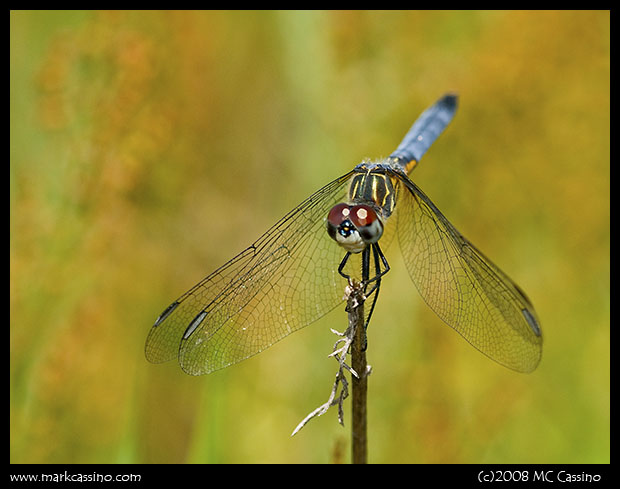 Blue Dasher Blue Dasher