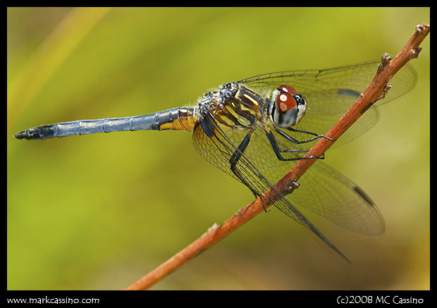 Blue Dasher Blue Dasher
