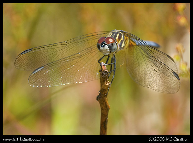 Blue Dasher Blue Dasher