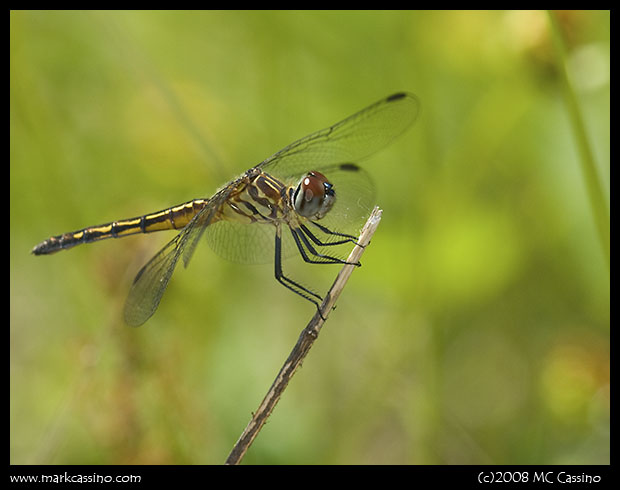 Blue Dasher Blue Dasher