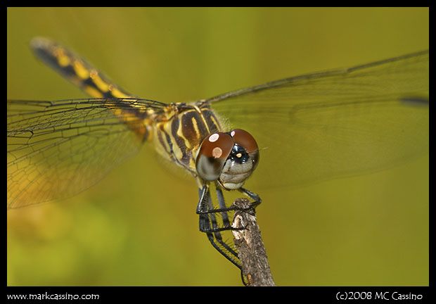 Blue Dasher Blue Dasher