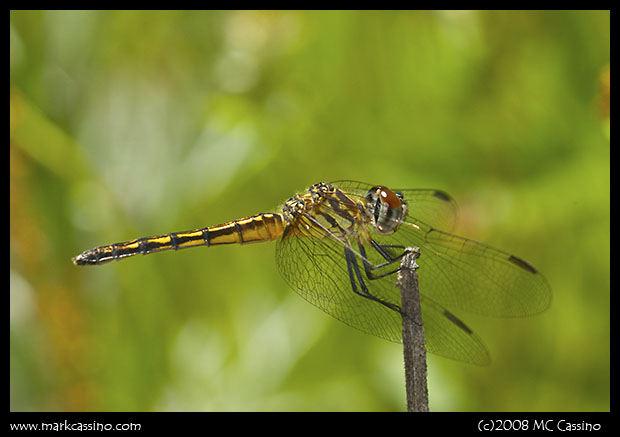 Blue Dasher Blue Dasher