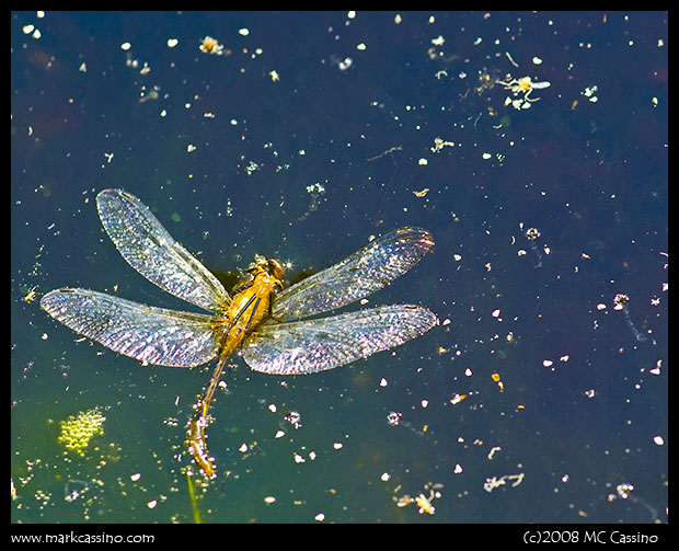 Drowned Dragonfly
