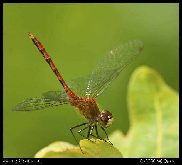 Whitefaced Meadowhawk Whitefaced Meadowhawk