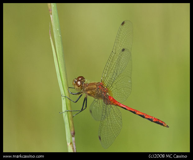 Meadowhawk Dragonfly Meadowhawk Dragonfly