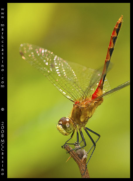 Whitefaced Meadowhawk Whitefaced Meadowhawk