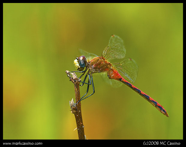 Whitefaced Meadowhawk Whitefaced Meadowhawk