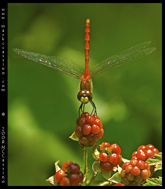 Whitefaced Meadowhawk Whitefaced Meadowhawk